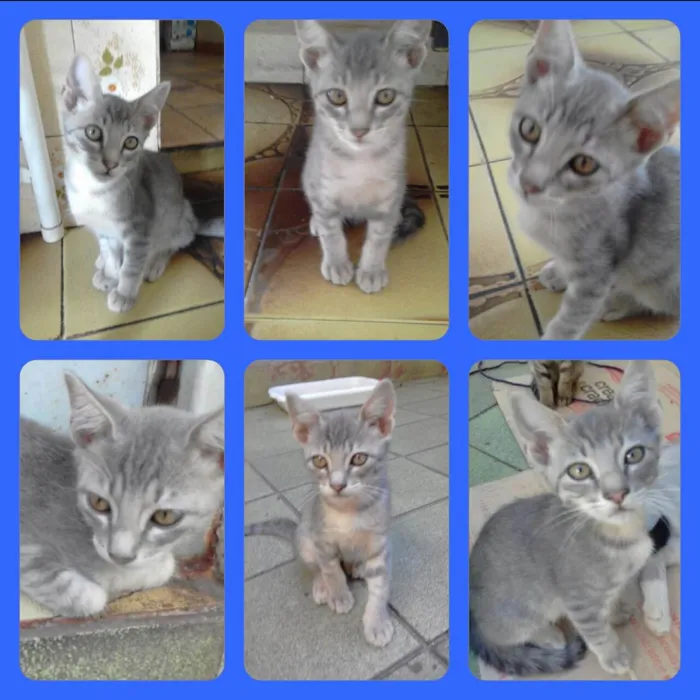 Gato ra a SRD-ViraLata idade 2 a 6 meses nome Anjinho