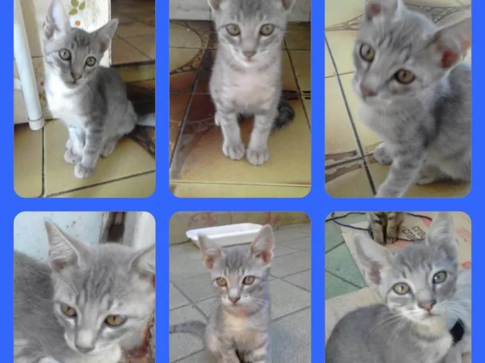 Gato ra a SRD-ViraLata idade 2 a 6 meses nome Anjinho