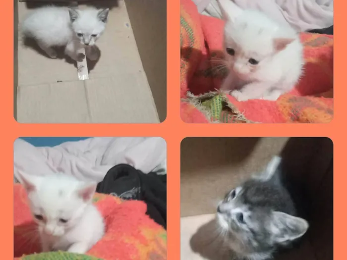 Gato ra a SRD-ViraLata idade 2 a 6 meses nome Bbzinhos