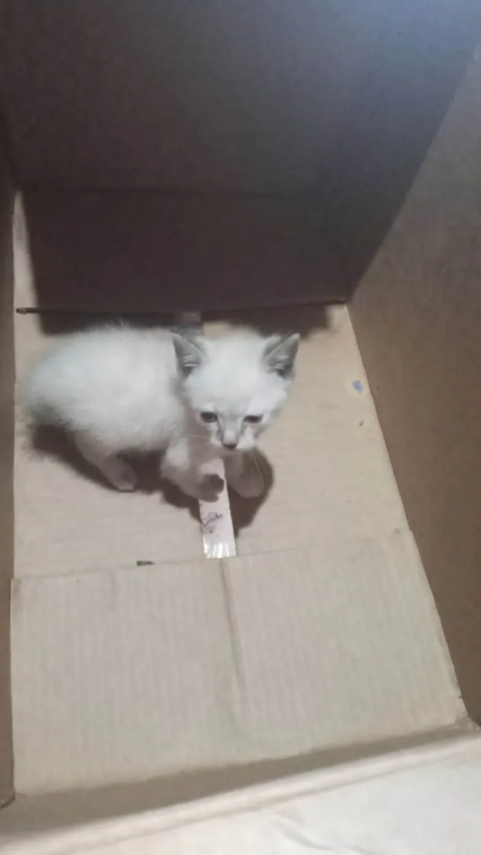 Gato ra a SRD-ViraLata idade 2 a 6 meses nome Bbzinhos