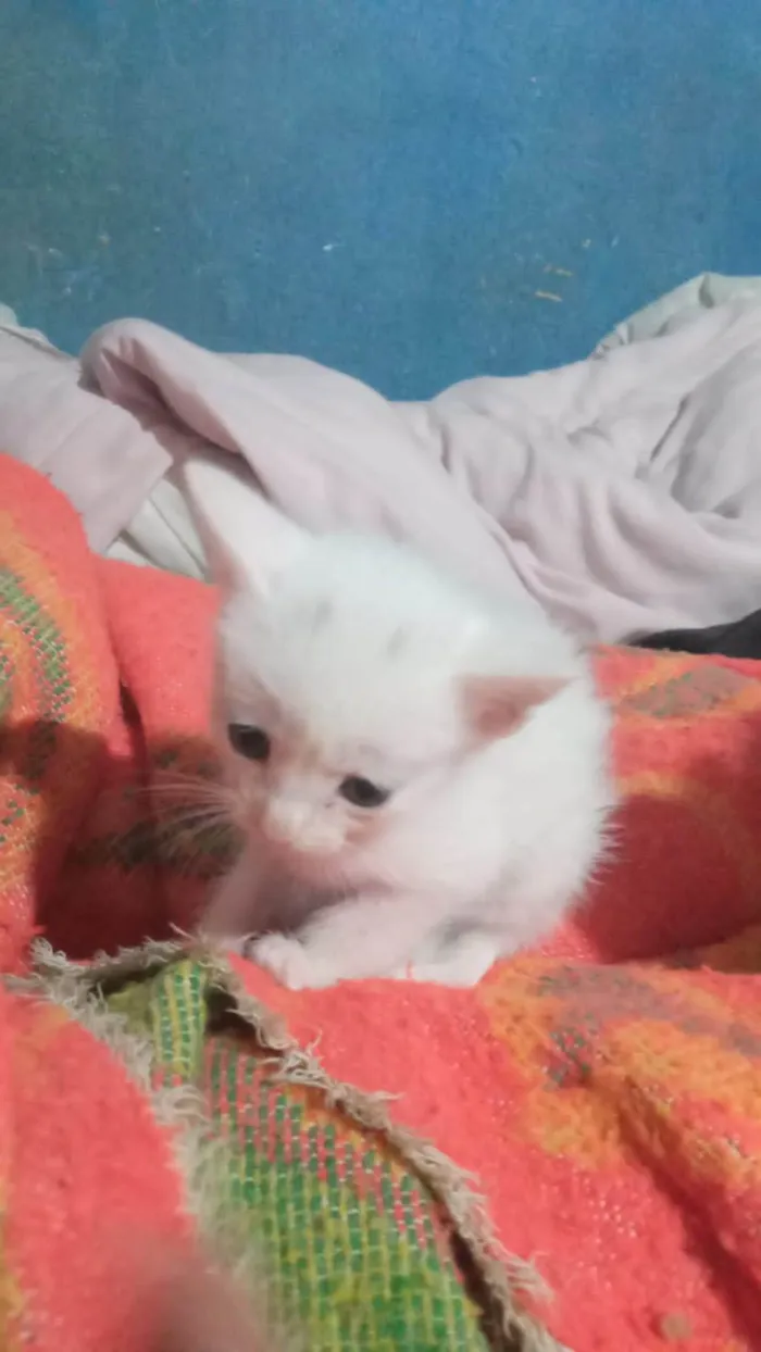 Gato ra a SRD-ViraLata idade 2 a 6 meses nome Bbzinhos