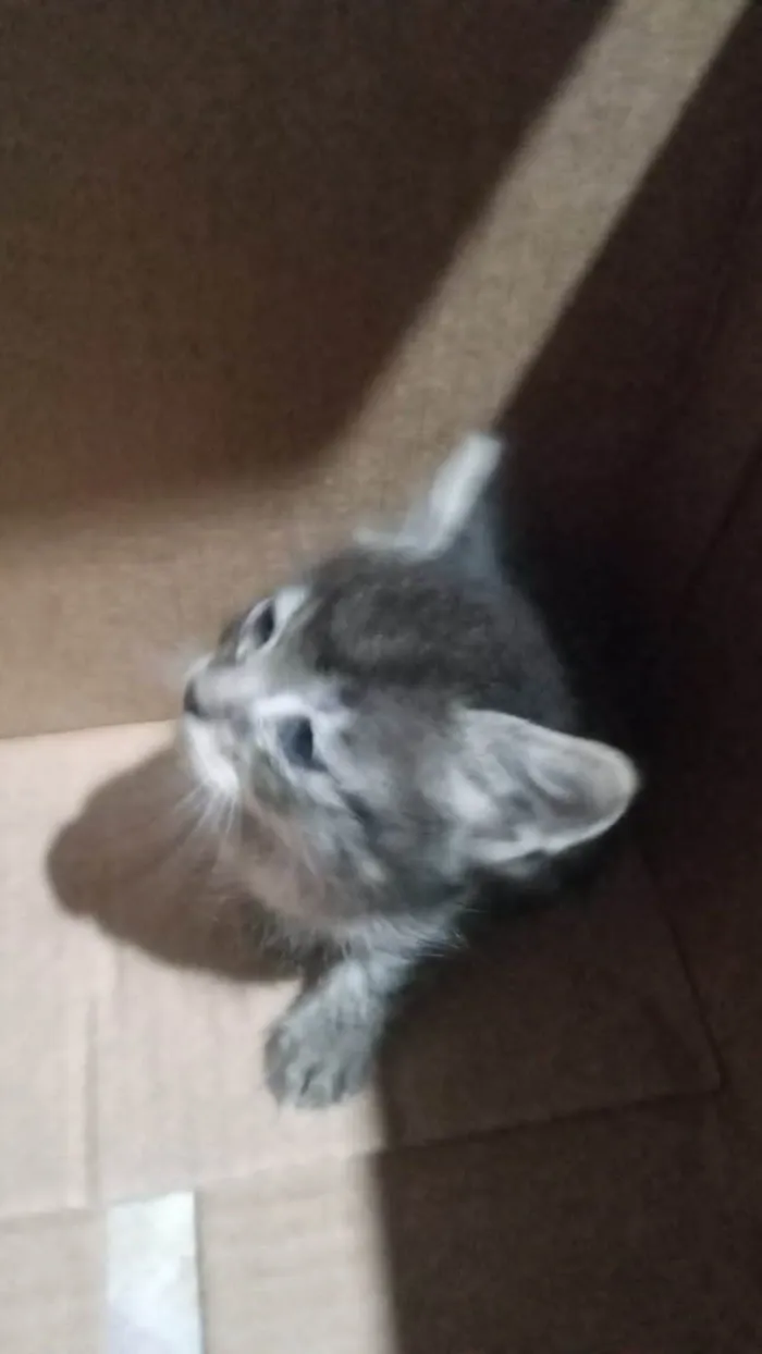 Gato ra a SRD-ViraLata idade 2 a 6 meses nome Bbzinhos