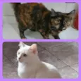 Marrye/ Zury