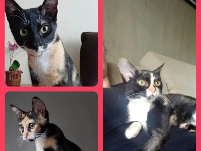 Gato ra a SRD-ViraLata idade 1 ano nome Gaya