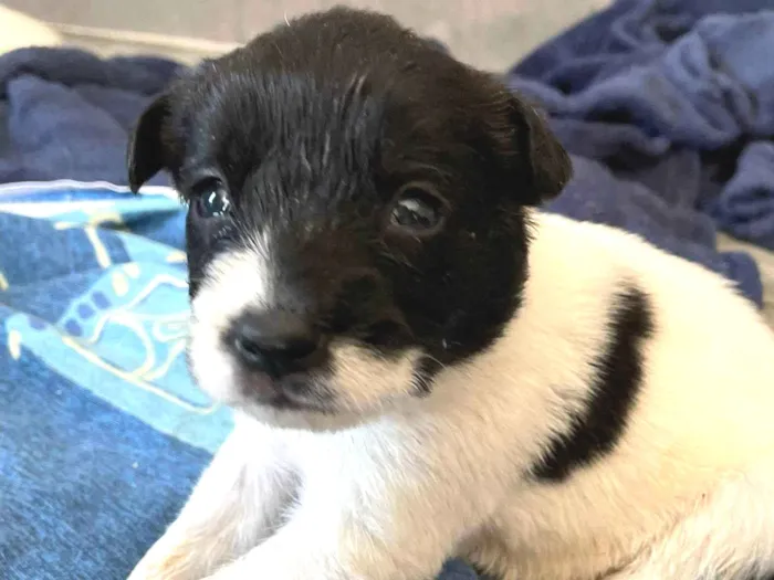 Cachorro ra a SRD-ViraLata idade 2 a 6 meses nome Bebês 