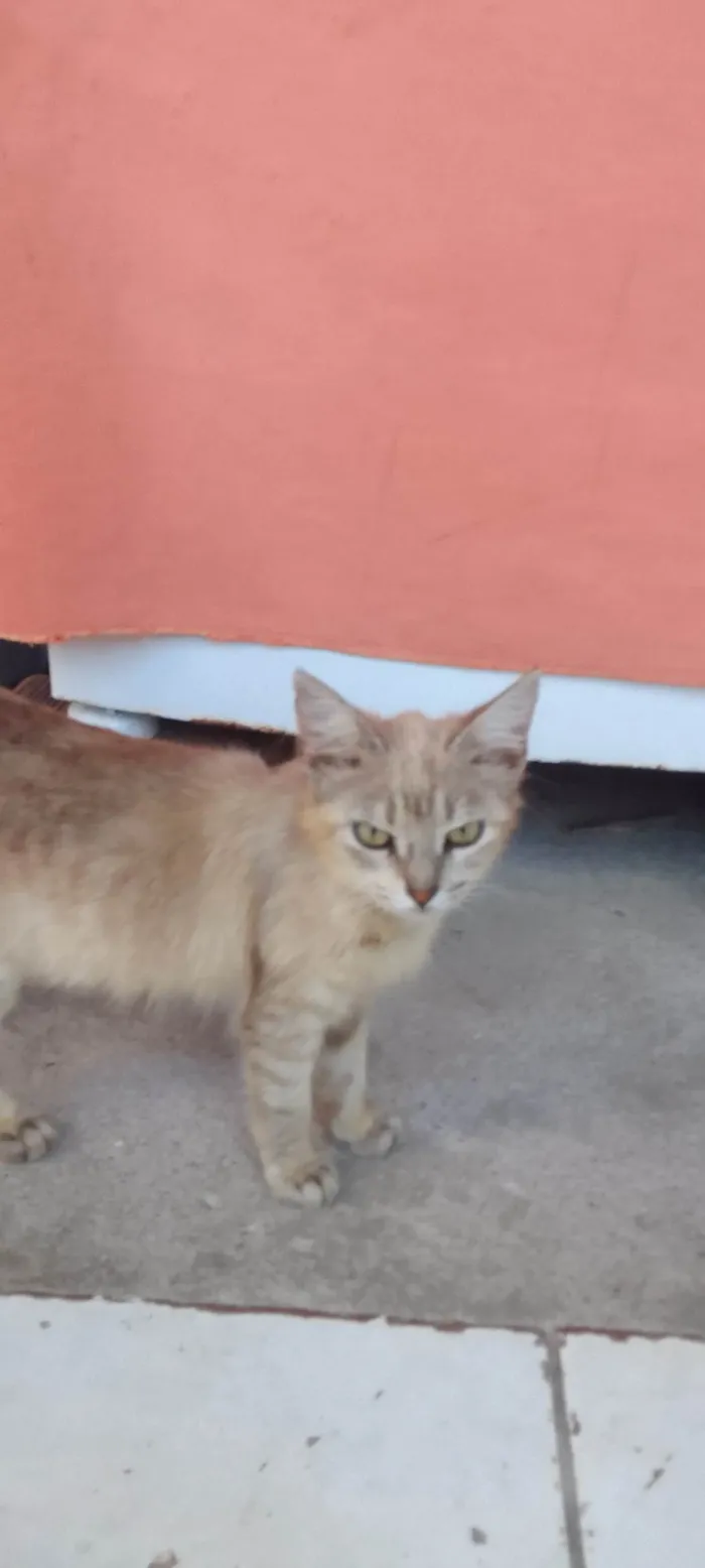 Gato ra a SRD-ViraLata idade 2 a 6 meses nome Alegra e Docinho