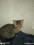 Princesa