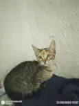 Princesa