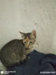 Princesa
