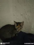 Princesa