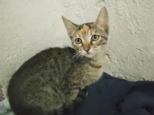 Gato raça SRD-ViraLata idade 2 a 6 meses nome Princesa 