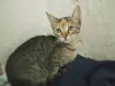 Princesa