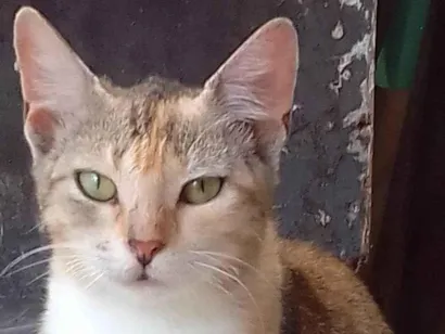 Gato raça SRD-ViraLata idade 2 a 6 meses nome Alegra e Docinho