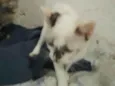 Penélope