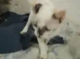 Penélope