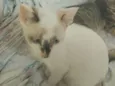 Penélope