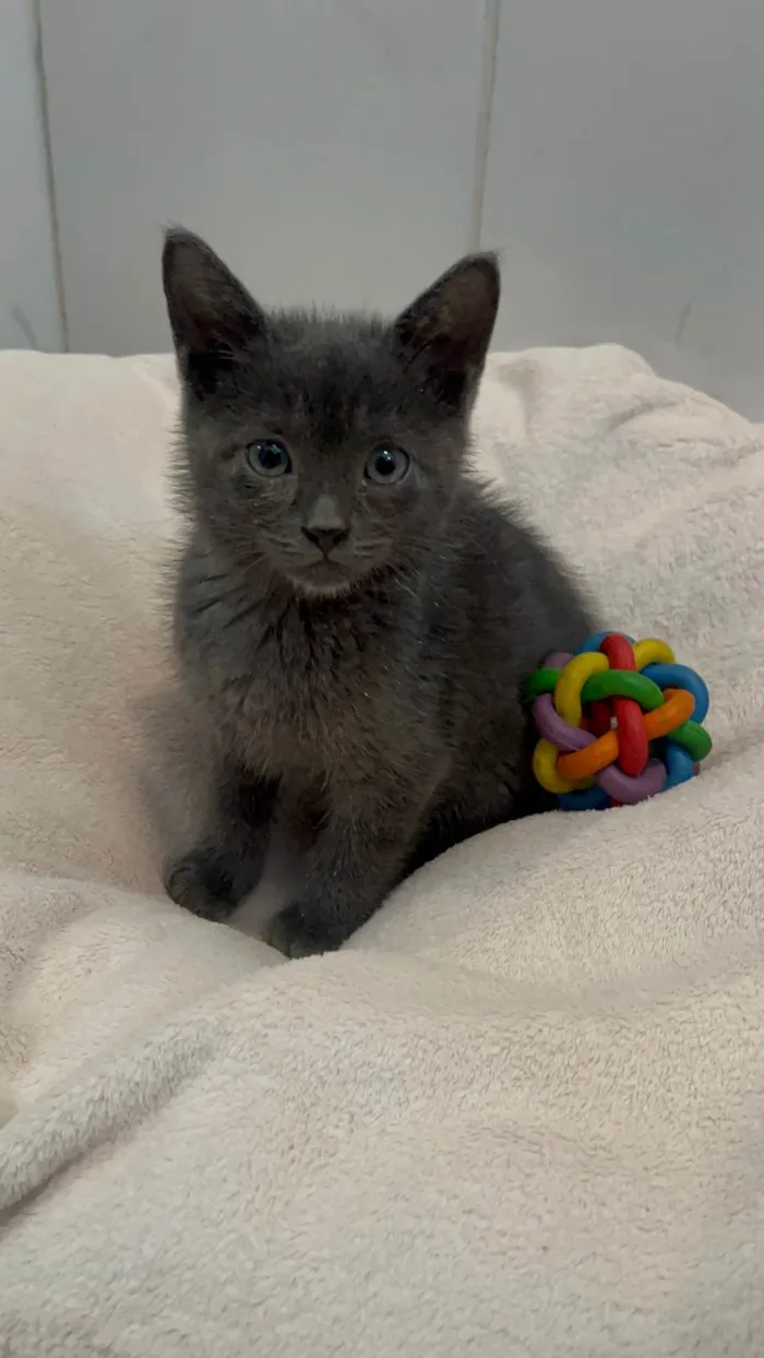 Gato ra a SRD-ViraLata idade Abaixo de 2 meses nome Blue