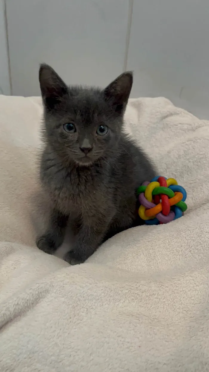 Gato ra a SRD-ViraLata idade Abaixo de 2 meses nome Blue