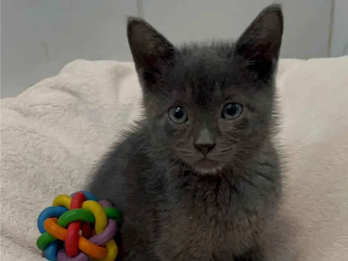 Gato ra a SRD-ViraLata idade Abaixo de 2 meses nome Blue