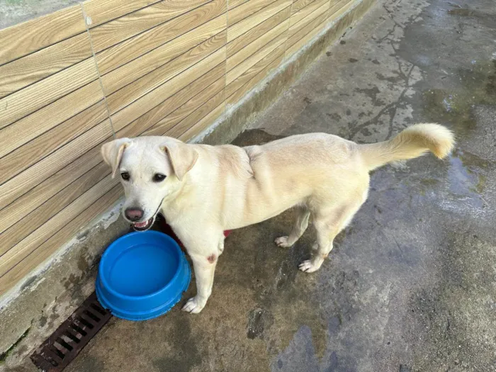 Cachorro ra a SRD-ViraLata idade 5 anos nome Luane