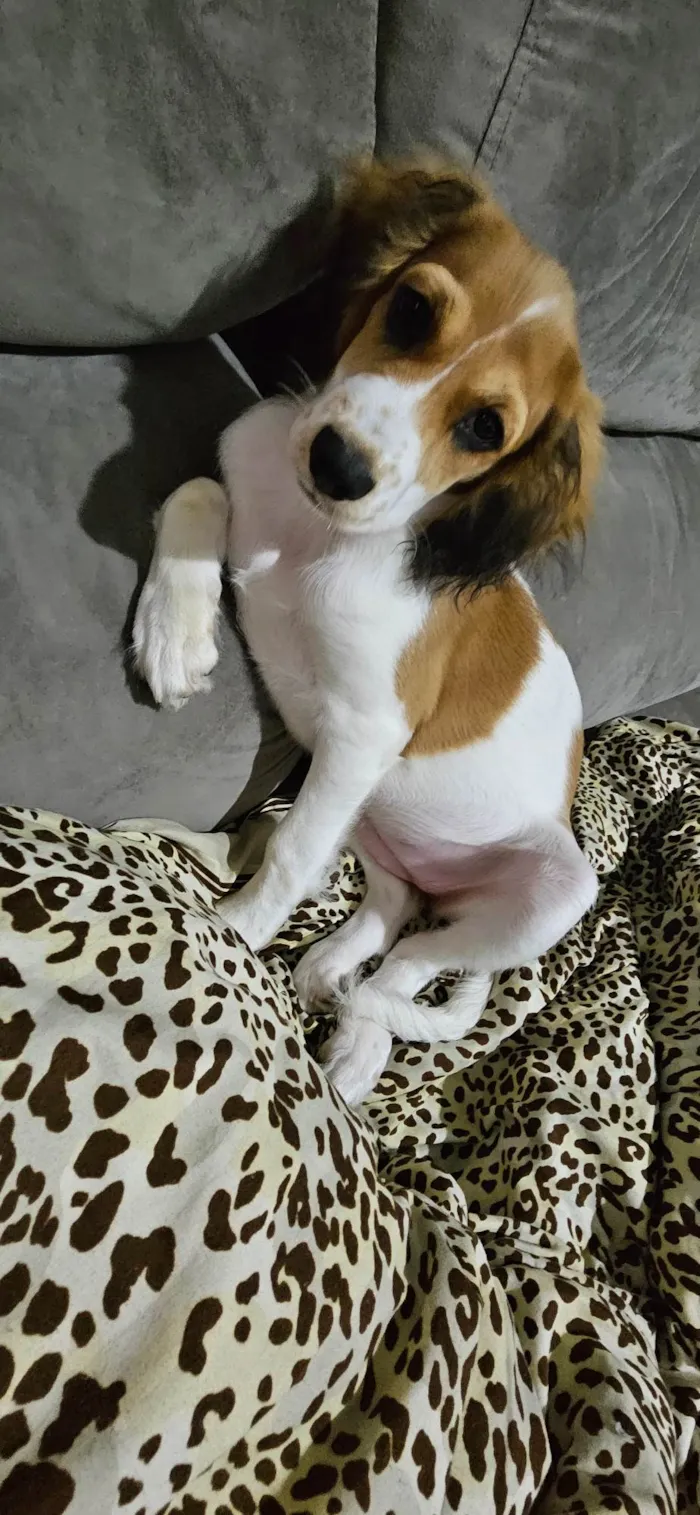 Cachorro ra a SRD-ViraLata idade 2 a 6 meses nome Flora 