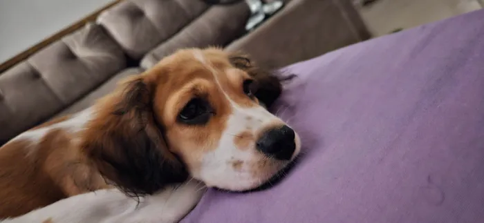 Cachorro ra a SRD-ViraLata idade 2 a 6 meses nome Flora 