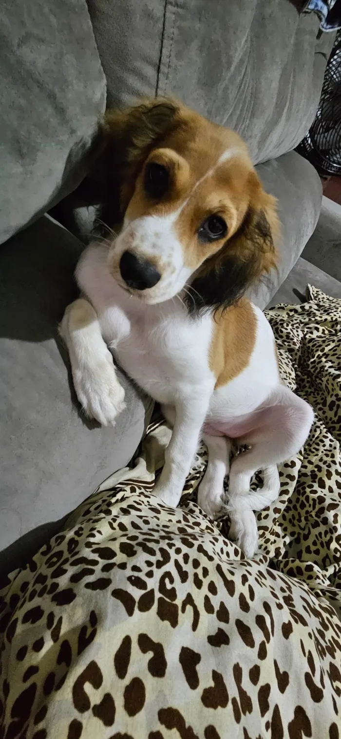 Cachorro ra a SRD-ViraLata idade 2 a 6 meses nome Flora 