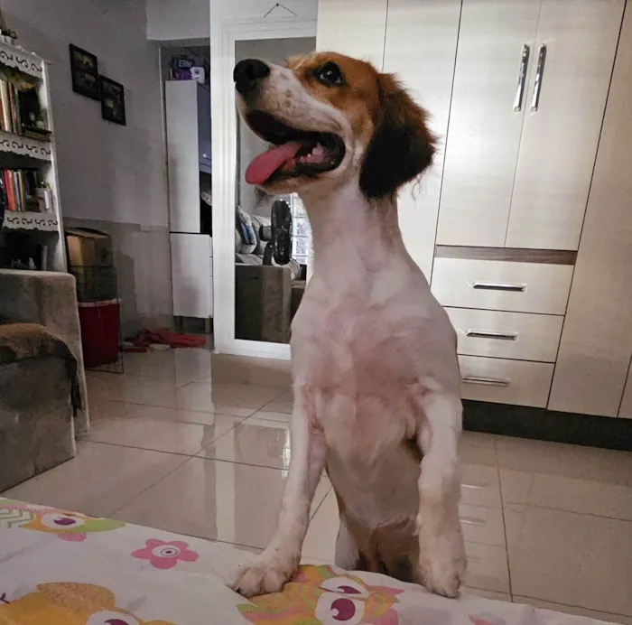 Cachorro ra a SRD-ViraLata idade 2 a 6 meses nome Flora 