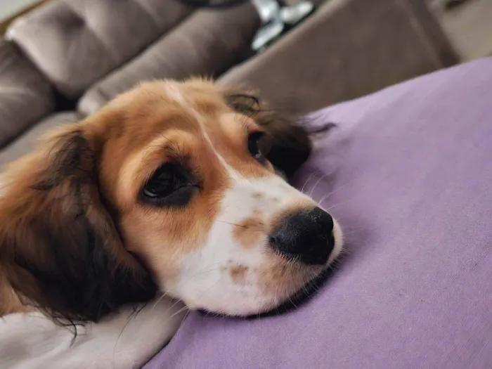 Cachorro ra a SRD-ViraLata idade 2 a 6 meses nome Flora 