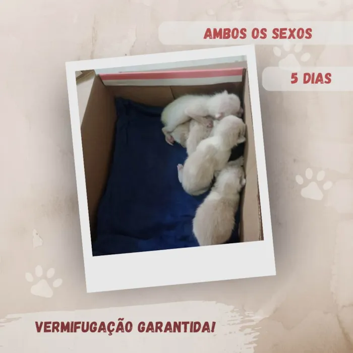 Gato ra a SRD-ViraLata idade Abaixo de 2 meses nome Filhotes