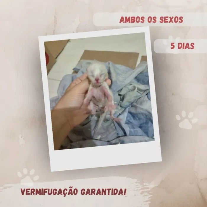 Gato ra a SRD-ViraLata idade Abaixo de 2 meses nome Filhotes