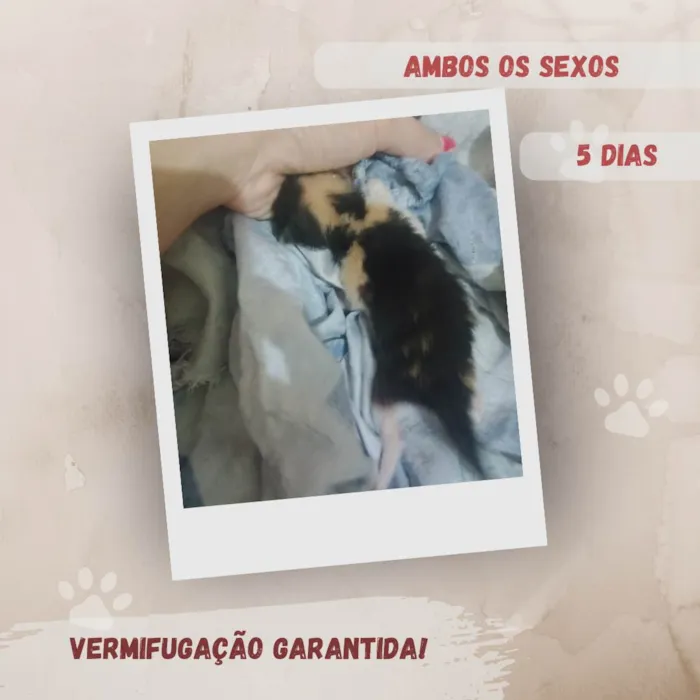 Gato ra a SRD-ViraLata idade Abaixo de 2 meses nome Filhotes