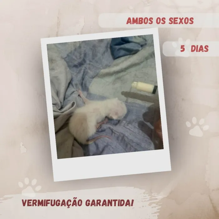 Gato ra a SRD-ViraLata idade Abaixo de 2 meses nome Filhotes