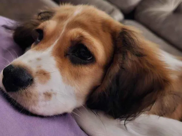 Cachorro ra a SRD-ViraLata idade 2 a 6 meses nome Flora 