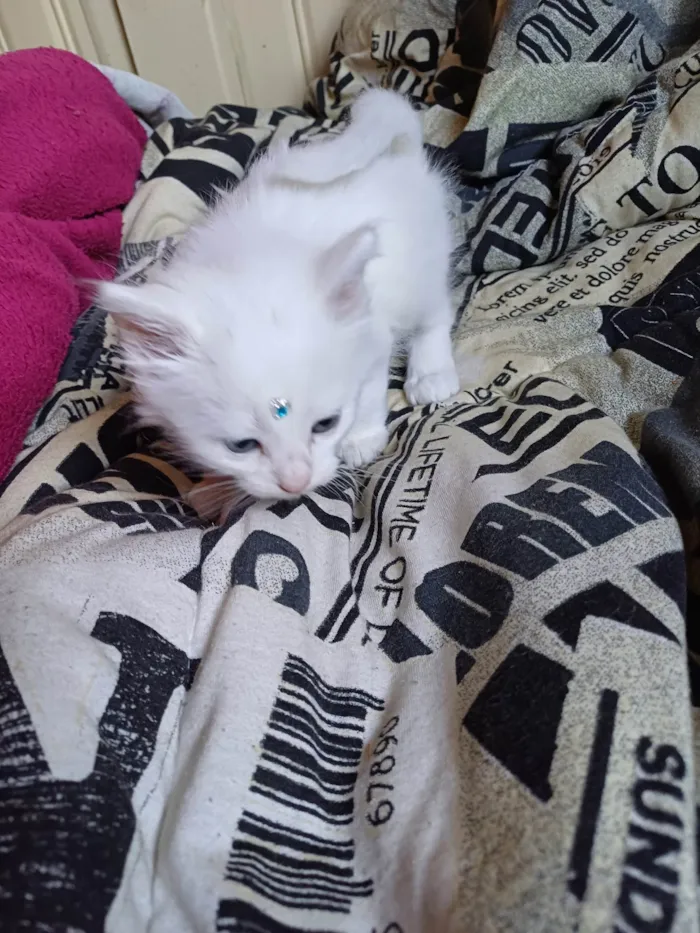 Gato ra a Persa idade Abaixo de 2 meses nome Mix Persa branco adocao