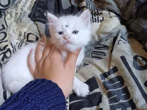 Gato raça Persa idade Abaixo de 2 meses nome Mix Persa branco adocao