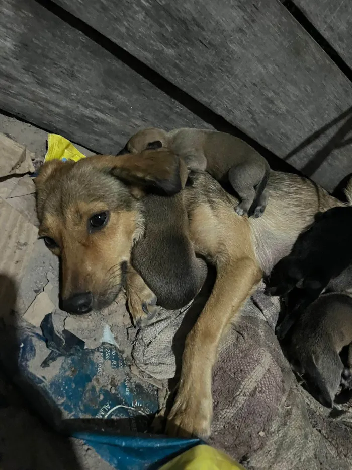 Cachorro ra a SRD-ViraLata idade 2 a 6 meses nome Luna