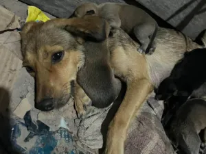 Cachorro raça SRD-ViraLata idade 2 a 6 meses nome Luna