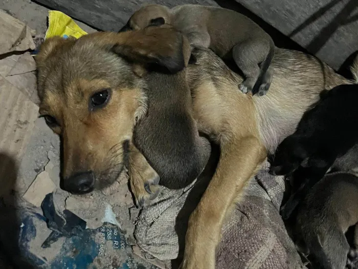 Cachorro ra a SRD-ViraLata idade 2 a 6 meses nome Luna