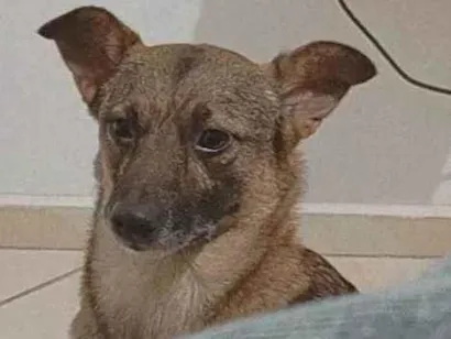 Cachorro raça SRD-ViraLata idade 2 anos nome Lugia