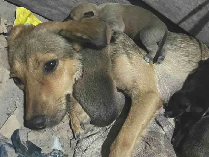 Cachorro ra a SRD-ViraLata idade 2 a 6 meses nome Luna