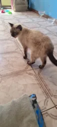 Safira
