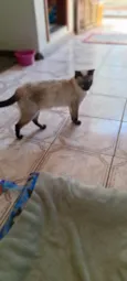 Safira
