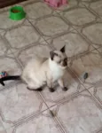 Safira