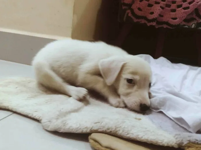 Cachorro ra a SRD-ViraLata idade 2 a 6 meses nome Sem nome ainda