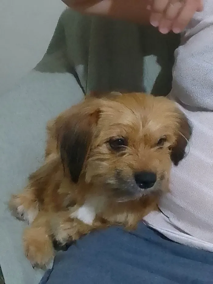 Cachorro ra a SRD-ViraLata idade 3 anos nome Saiko