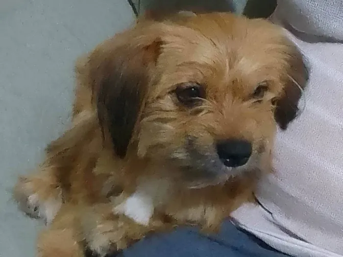 Cachorro ra a SRD-ViraLata idade 3 anos nome Saiko