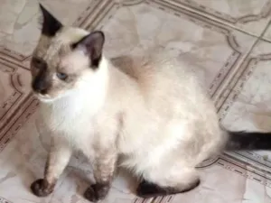 Gato raça SRD-ViraLata idade 7 a 11 meses nome Safira 