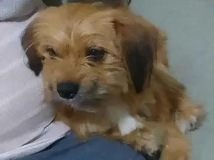 Cachorro raça SRD-ViraLata idade 3 anos nome Saiko