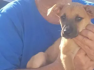 Cachorro raça SRD-ViraLata idade 2 a 6 meses nome BINGO